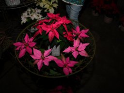 2022-Leonotis-Adventsausstellung-37