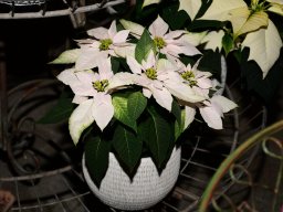 2022-Leonotis-Adventsausstellung-38