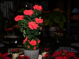 2022-Leonotis-Adventsausstellung-44