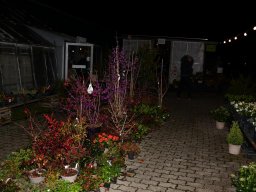 2022-Leonotis-Adventsausstellung-8
