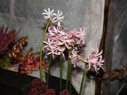 2022-Leonotis-Adventsausstellung-9