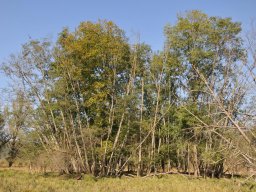 2014-9-Oltigenmatt-8