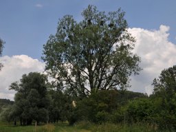 Salix