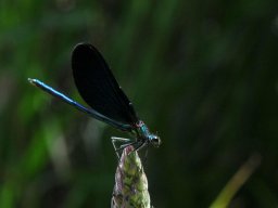 blaufluegel-Prachtlibelle
