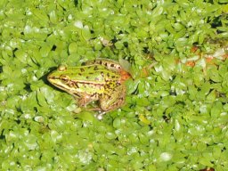 kleiner-Wasserfrosch