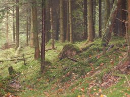 Moos-wald