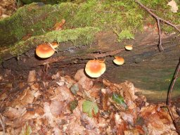Pilzbefall