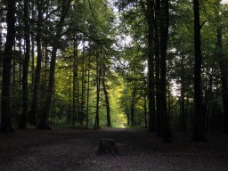 Waldweg-1