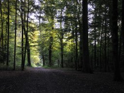 Waldweg-2