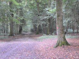 Waldweg-3