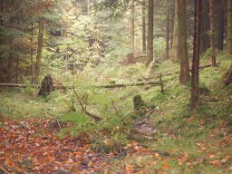 lichtung