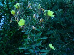 2016-Oenothera-Nachtkerzen-25