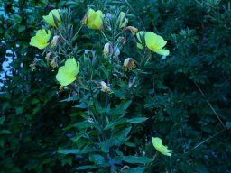 2016-Oenothera-Nachtkerzen-34