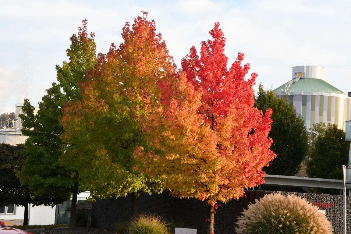 die drei Liquidambar