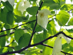 2010-Davidia-involucrata