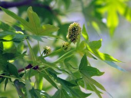 2010-Liquidambar-styraciflua-Bluete
