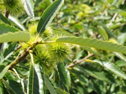 Castanea-sativa