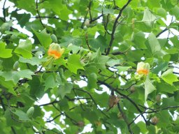 Liriodendron-tulipifera