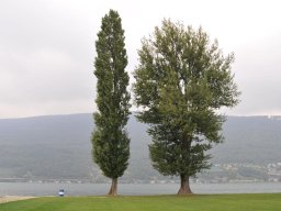Populus