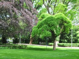 Sophoa-japonica-Pendula