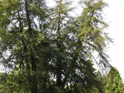 Tsuga-canadensis