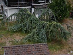 cedrus-libani-glauca-pendula