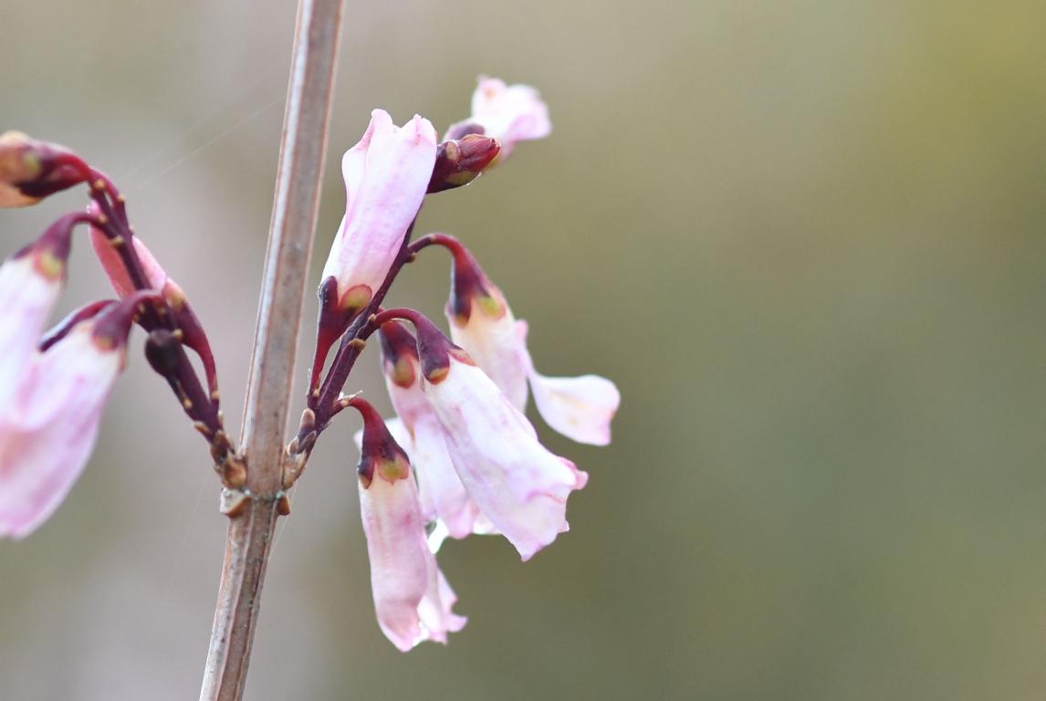 Abeliophyllum distichum