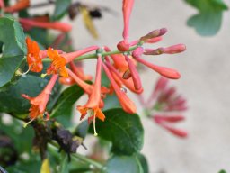 2018-Lonicera-Vullierans-4