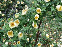 2018-Rosa-hugonis-Vullierans-7