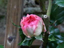 2018-Rose-Vullierans-5