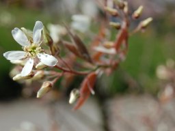 Amelanchier-lamarckii