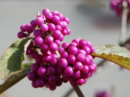 Callicarpa-bodinieri-var.giraldii