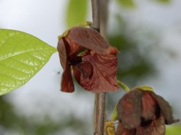 Calycanthus-floridus