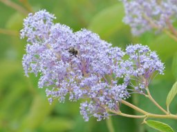 Ceanothus-delilianus-Gloire-de-Versailles