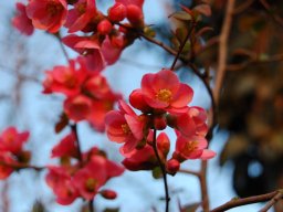 Chaenomeles