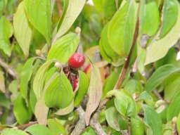Cornus-mas