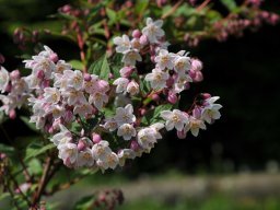 Deutzia-kalmiflora