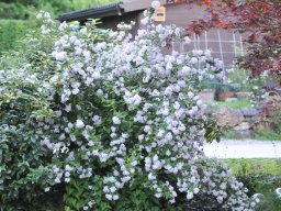 Deutzia