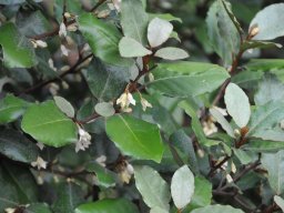 Eleagnus-x-ebbingei