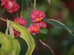 Euonymus-europaeus