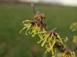 Hamamelis-intermedia
