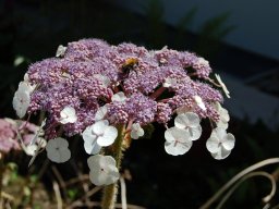 Hydrangea-aspera-ssp-sargentiana