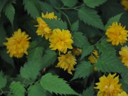 Kerria-japonica-Plena