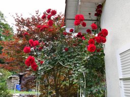 Kletterrose