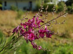 Lespedeza-thunbergii