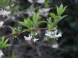Lonicera-x-purpusii