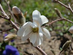 Magnolia-stellata