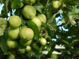 Malus-domestica