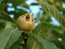 Mespilus-germanica
