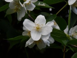 Philadelphus-Schneesturm